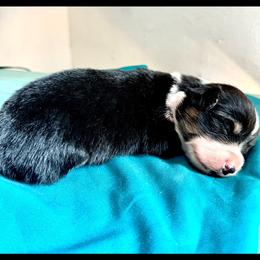 Latte - Black and tan female American Corgi puppy in Bayard, Nebraska from Puppies by Alies