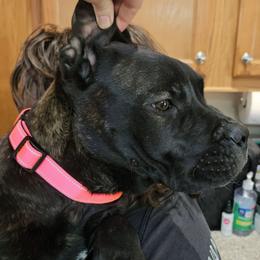 Peach Collar - Black brindle female Cane Corso puppy in Lewistown, Montana from Corsi Amore Kennels