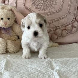 Paige - Cream female Havanese puppy in Apopka, Florida from Dunhill Havanese