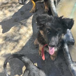 German Shepherd Puppies from Brooks High Quality Breeders