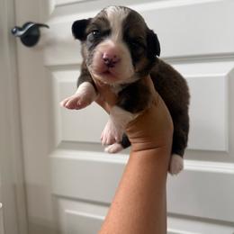 Doodle - White and red male Pembroke Welsh Corgi puppy in Red Bluff, California from Wilder Ranch Corgis