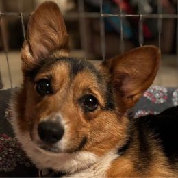 Ziva - Pembroke Welsh Corgi