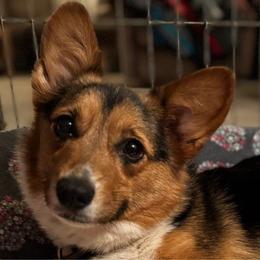Ziva - Pembroke Welsh Corgi