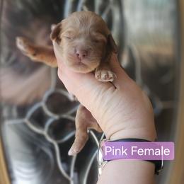 Pink Female - Red female Cockapoo puppy in Mocksville, North Carolina from Hunting Creek Farm & Kennel