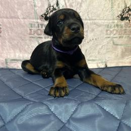 Girl 2 - Black and rust female Doberman Pinscher puppy in Powder Springs, Georgia from Elite Dobermans of Atlanta