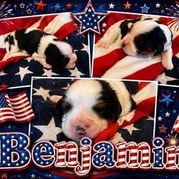 Benjamin - Tri-color male Cavalier King Charles Spaniel puppy in London, Arkansas from Frosty’s Cavaliers