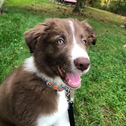 Border Collie Puppies from Willow Spring Border Collies
