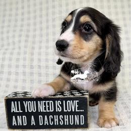 Charlie, Black and Cream, Long hair, AKC - Blue and cream male Dachshund puppy in South Easton, Massachusetts from Depot Dachsies
