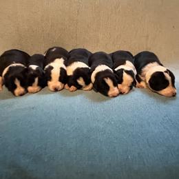 Boy 4 - male Border Collie puppy in St. Cloud, Florida from Marcy's Border Collies