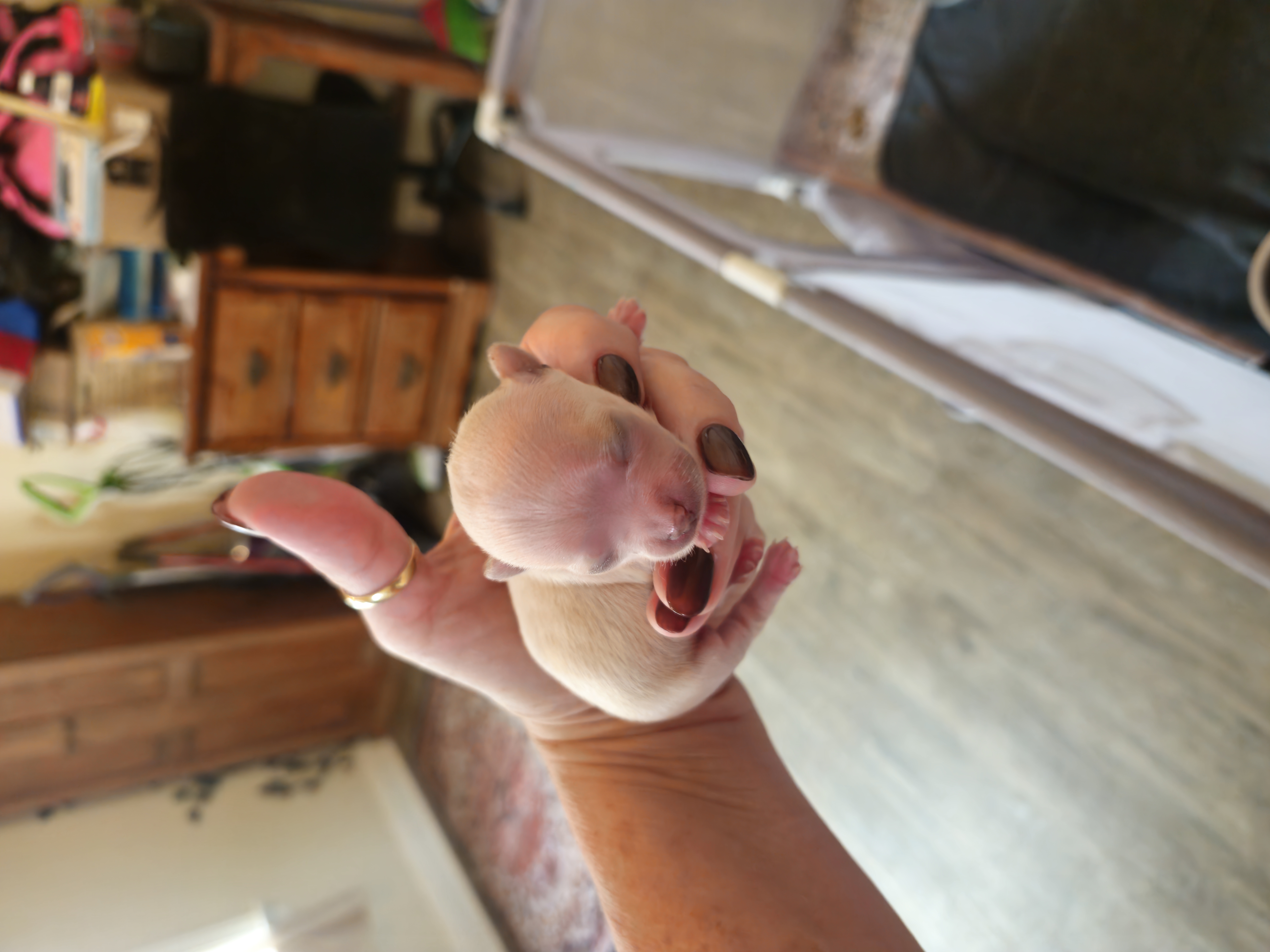 Chihuahua Puppies from Chihuahua Angel Babies