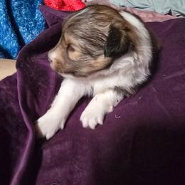 LuLu - Sable & white female Toy Shetland Sheepdog puppy in Houston, Texas from LaLa's Lilliputian Lassies