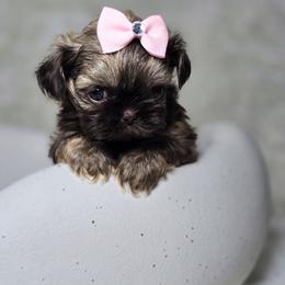 Gigi - Sable female Shih Tzu puppy in Hialeah, Florida from Jolie glz