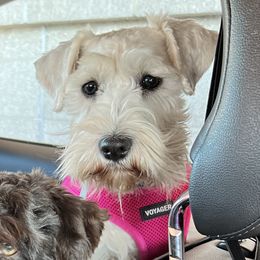 Miniature Schnauzers from Wild Wings and Things