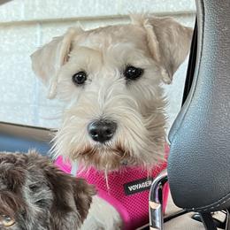 Miniature Schnauzers from Wild Wings and Things