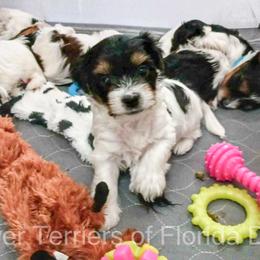 Biewer Terrier Puppies from Biewer Terriers of Florida Dawn