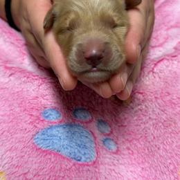 Yellow Collar - Golden female Golden Retriever puppy in Monroe, Tennessee from Golden Girls Furever Friends