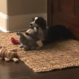 Toy Australian Shepherd Puppies from B&B Toy Aussies