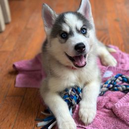 AKC Oscar - Gray and white male Siberian Husky puppy in Centreville, Maryland from Huskies By the Bay
