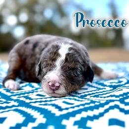 Prosecco - Trained Puppy Selection - Blue merle male Bernedoodle puppy in Youngstown, Florida from Wonderland’s Boujie Kennels