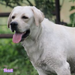 Heidi - Labrador Retriever