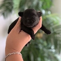 Cockapoo and Poodle Puppies from Nikol Nik
