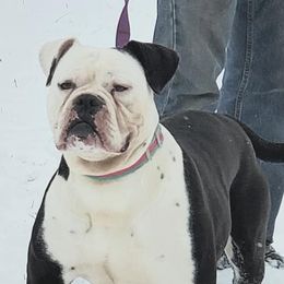 Alapaha Blue Blood Bulldogs from Rebel Soul Kennel