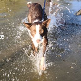 Jake - Border Collie