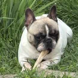 Holly - French Bulldog