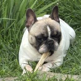 Holly - French Bulldog