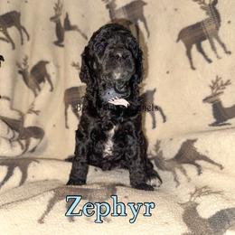 Zephyr - Parti female Poodle puppy in Winston Salem, North Carolina from Bewitching Kennels