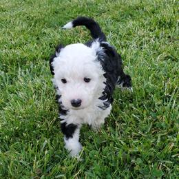 Lola - Black and white female Sheepadoodle puppy in Bellevue, Iowa from Fluffy Wonders Poms and Doodles