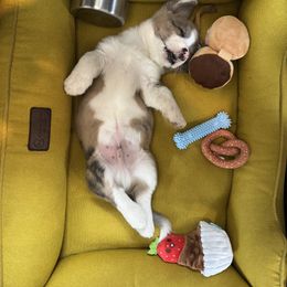 Cardigan Welsh Corgi Puppies from Leather & Lace