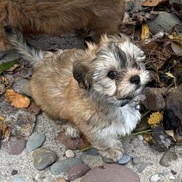Hector - Silver sable male Havanese puppy in Rochester, New York from HavaHavanese