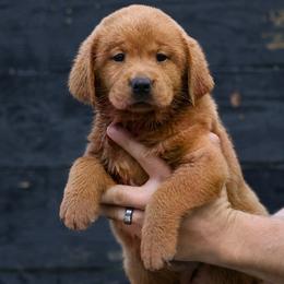 Ginger Snap - Yellow female Labrador Retriever puppy in Morriston, Florida from Penny Lane Labradors