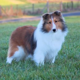 Bridget - Shetland Sheepdog
