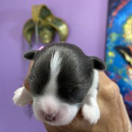 Chihuahua Puppies from King Chihuahuas