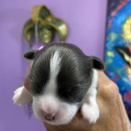 Chihuahua Puppies from King Chihuahuas