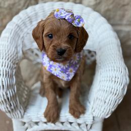 Emerald - Red female Cavapoo puppy in Springtown, Texas from Bluebonnett Maltipoos and Cavapoos