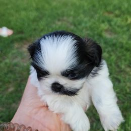 Shih Tzu Puppies from Keepin' it X-tra Shih-Tzu