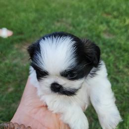 Shih Tzu Puppies from Keepin' it X-tra Shih-Tzu