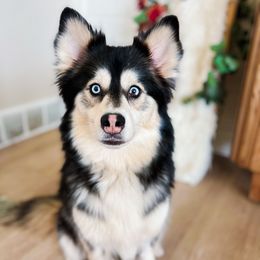 Maple - Pomsky