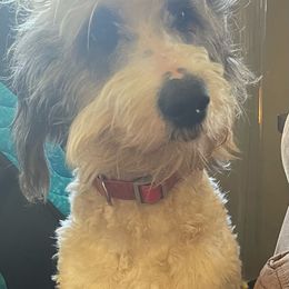 Aussiedoodles, Cockapoos, Goldendoodles, Poodles, Sheepadoodles, and Springerdoodles from Two Creeks Farm Poodles & Doodles