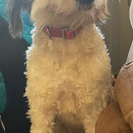 Aussiedoodles, Cockapoos, Goldendoodles, Poodles, Sheepadoodles, and Springerdoodles from Two Creeks Farm Poodles & Doodles
