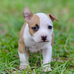 Boy 1 - Red male American Staffordshire Terrier puppy in St. Augustine, Florida from LBK & Ancient City