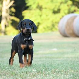 Riot - Black and rust male Doberman Pinscher puppy in Overton, Texas from Obsidian Kennel