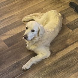 Buddy - Golden Retriever