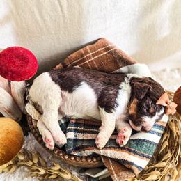 Marigold - Parti female Poodle puppy in Gaylord, Michigan from Dog Mom Co. Poodles