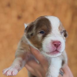 Mia AKC - Red merle female Australian Shepherd puppy in Polk City, Florida from Skaky Shepherds
