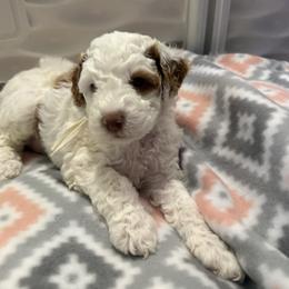 Marilyn - Parti female Goldendoodle puppy in Miami, Florida from Magdoodles