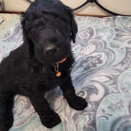 Goldendoodle and Poodle Puppies from Poodles 2 Doodles